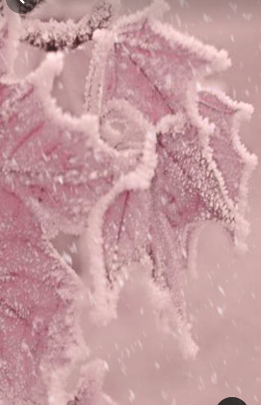 Screenshot_20240120_192245_Pinterest