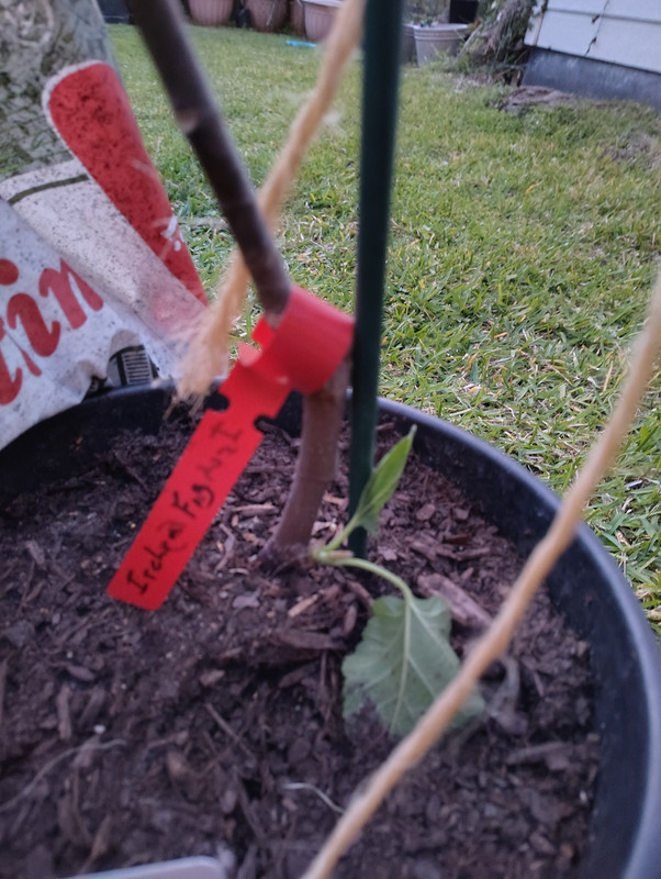 Fig bottom