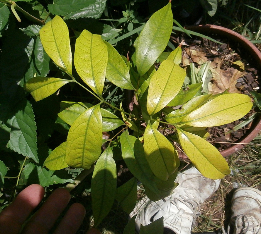 lyc-