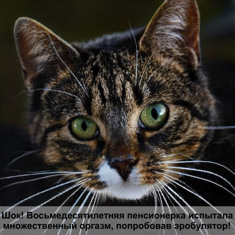 фотографии породистых кошек