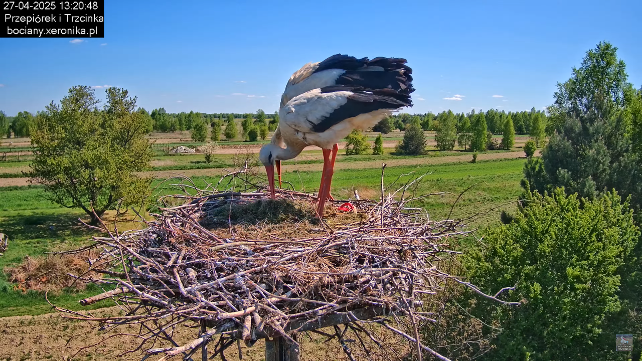 27042025bociany8