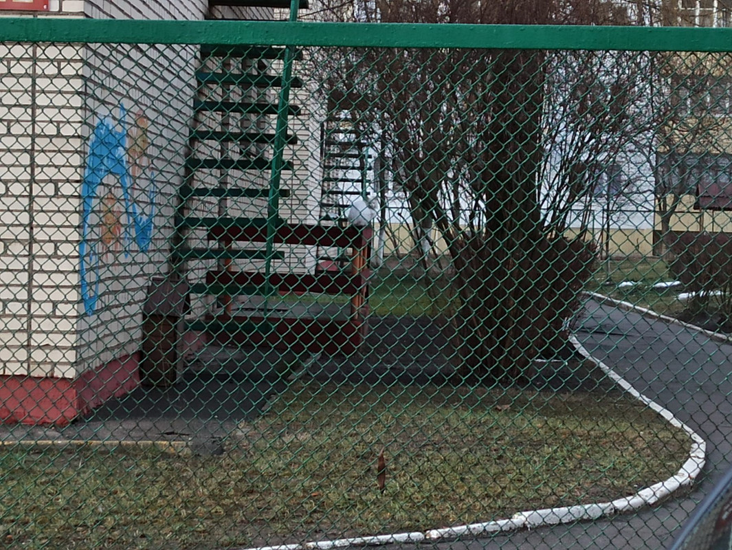 белая кошь3