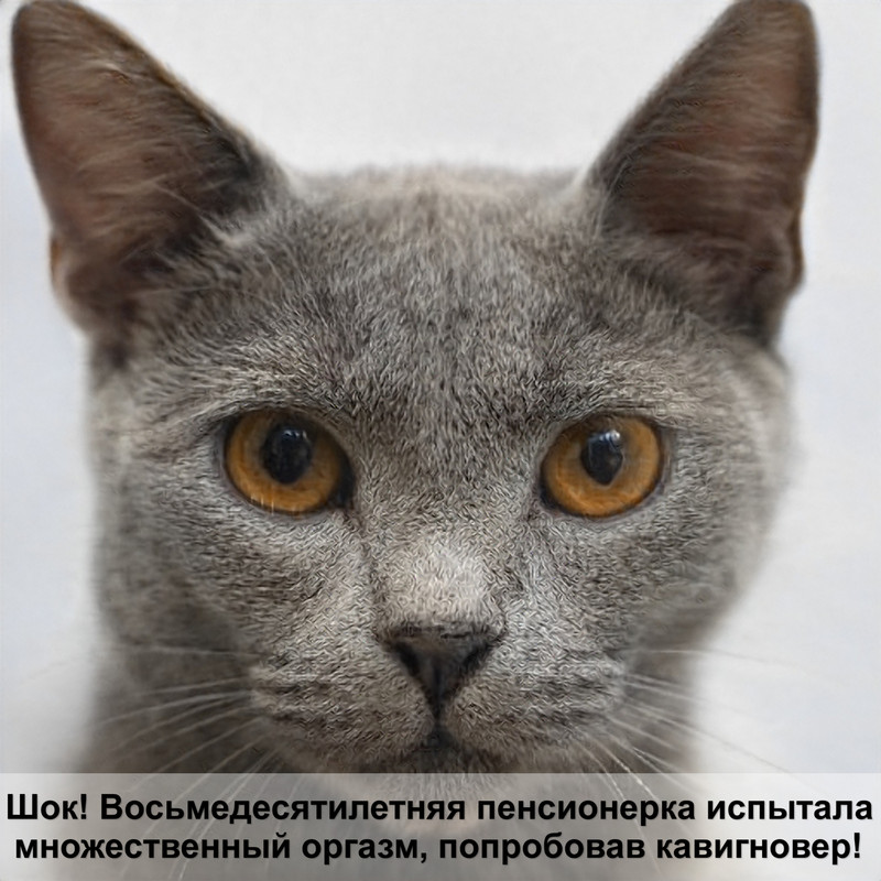 как сделать укол кошке внутримышечно