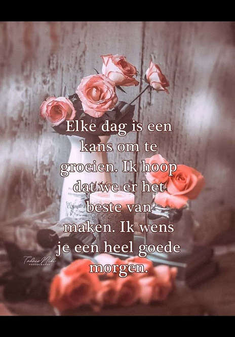 goede-morgen-rozen