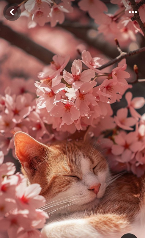 Screenshot_20240320_230557_Pinterest