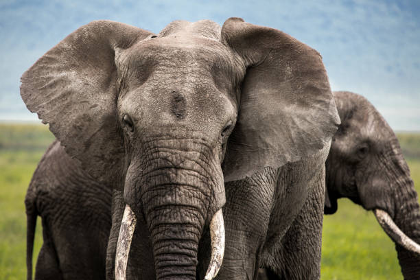 safari in Tanzania