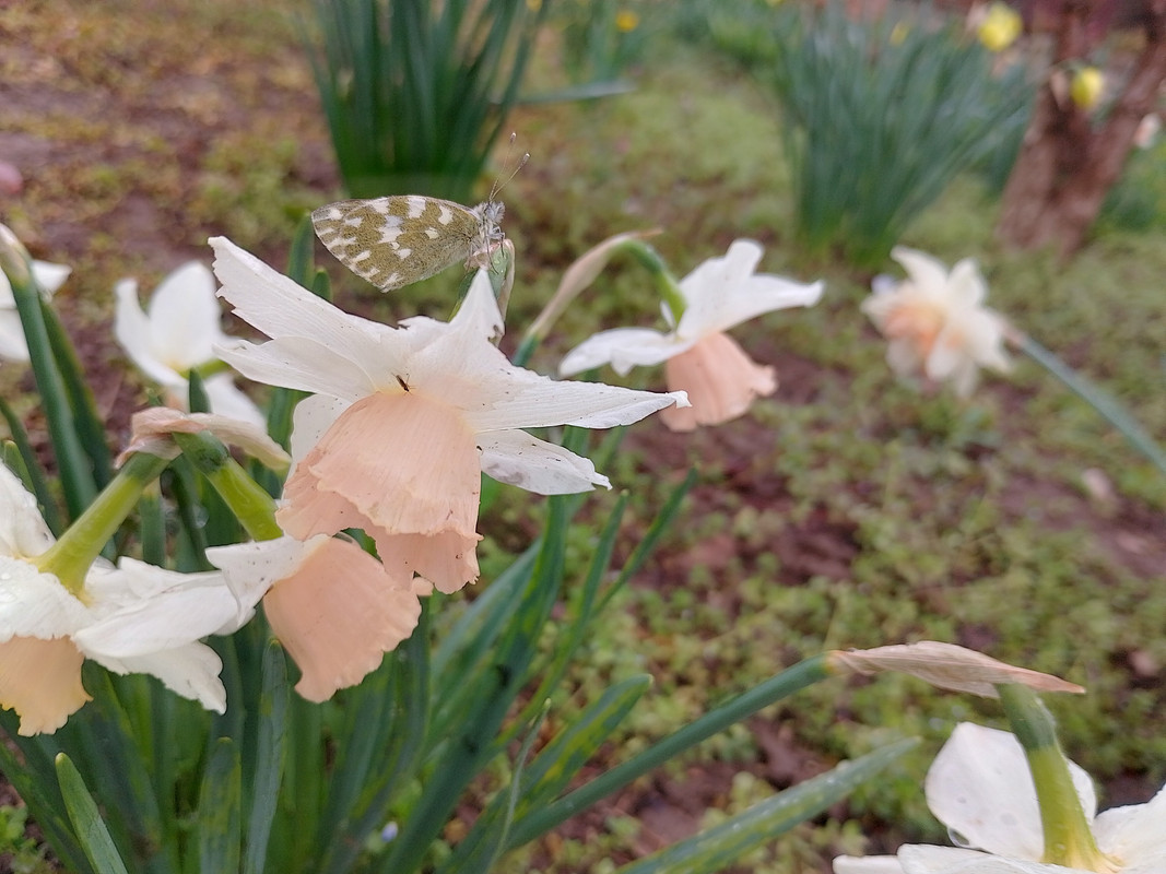 IMG_20250401_171444_HDR