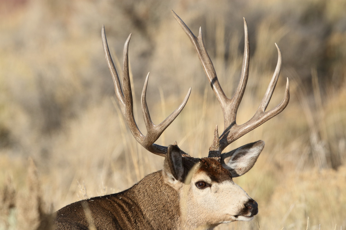 Mule Deer Rack Over Time - 24hourcampfire