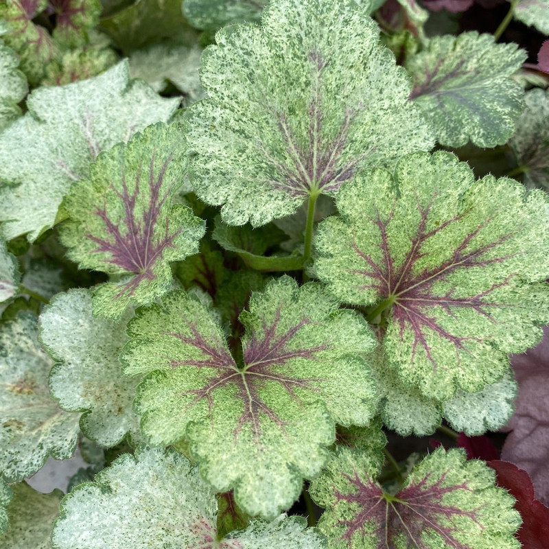 Heuchera-snowy-panky-IF-17747-1