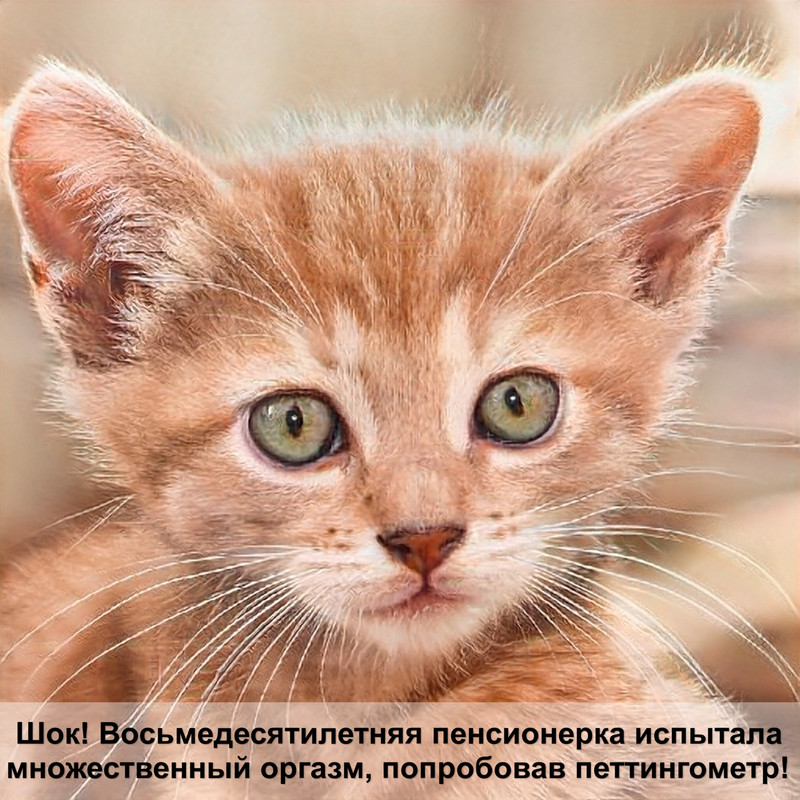 как выглядит кошка