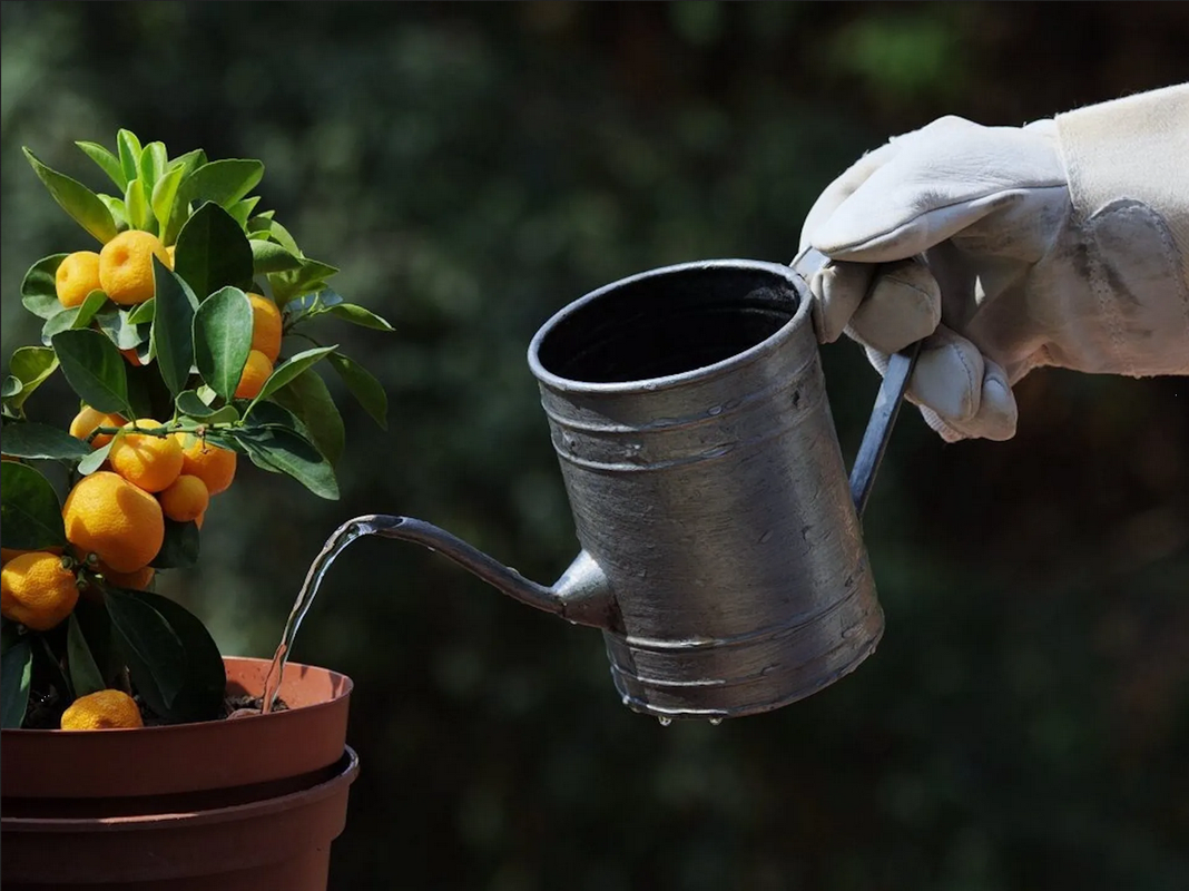 ¿Cuántas veces hay que regar un árbol en verano?