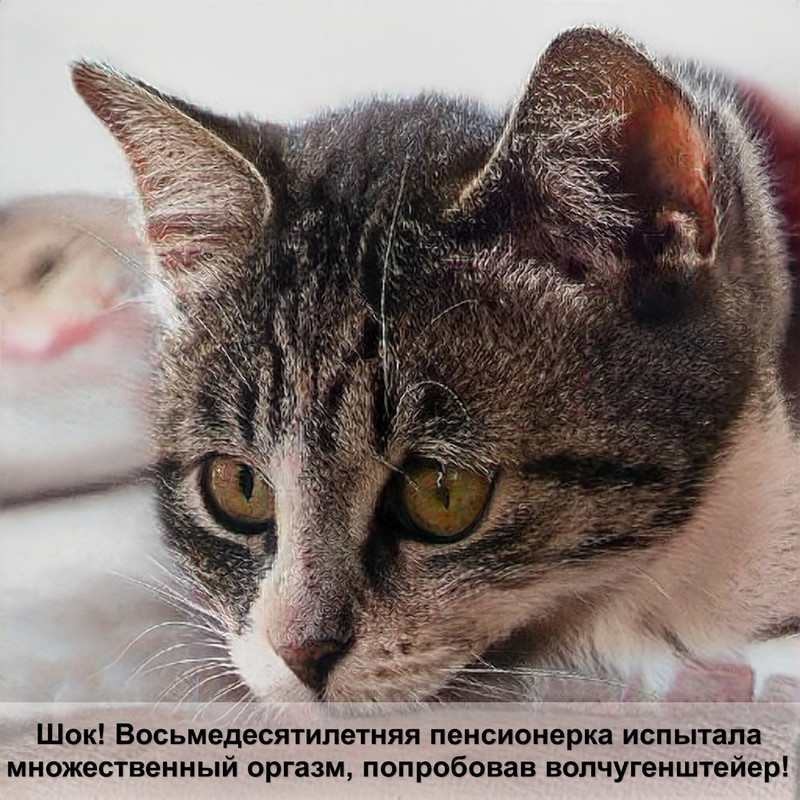 сибирская кошка голубого окраса