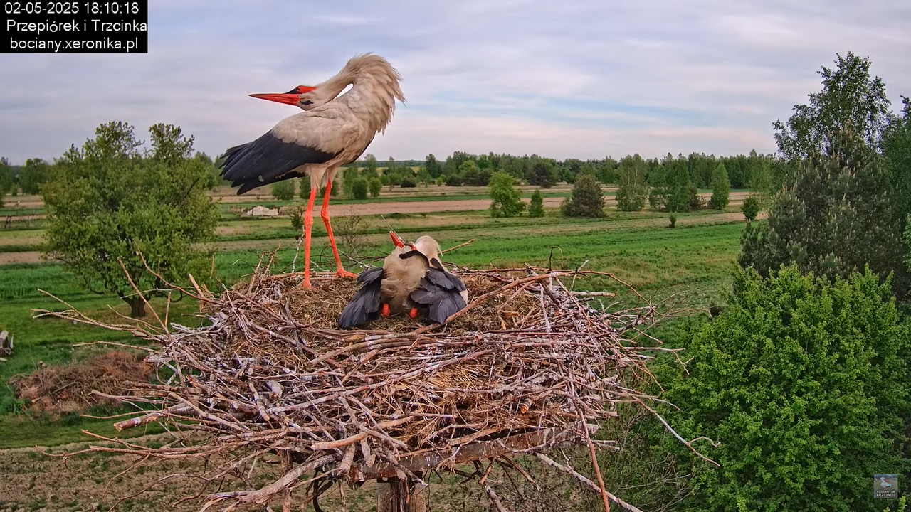 02052025bociany21