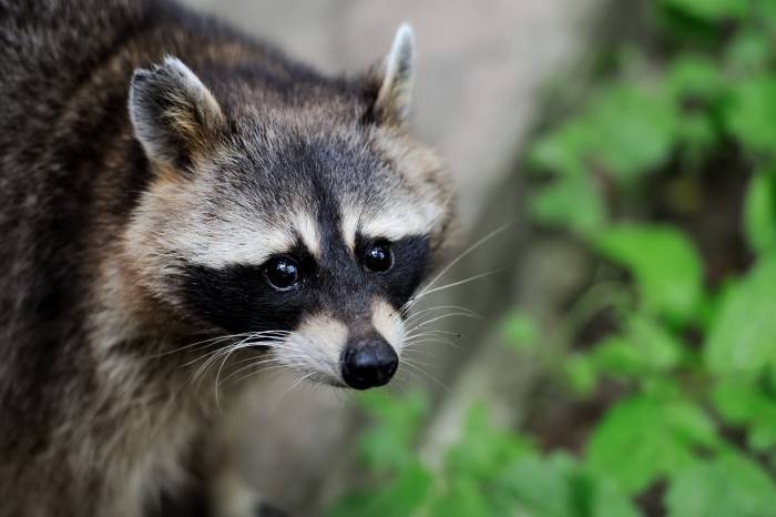 Kissimmee wildlife removal