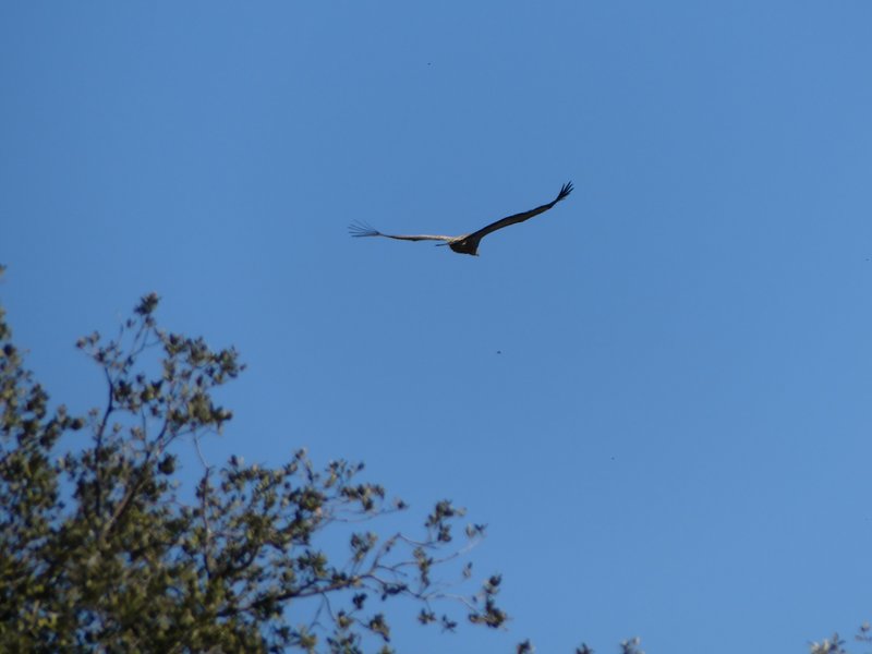 PARQUE NACIONAL DE MONFRAGÜE-2020/2023 - Extremadura y sus pueblos -2010-2023 (120)