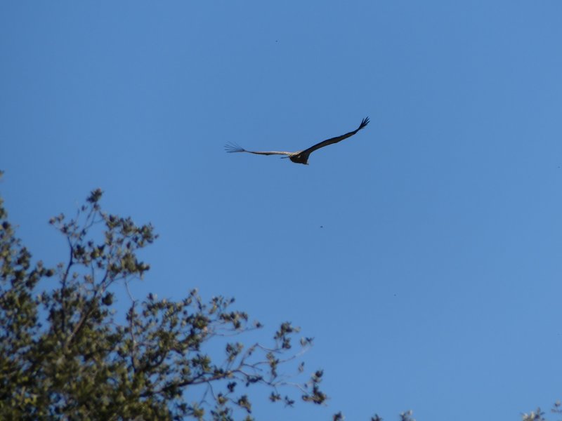 PARQUE NACIONAL DE MONFRAGÜE-2020/2023 - EXTREMADURA Y SUS PUEBLOS -2010-2023 (120)