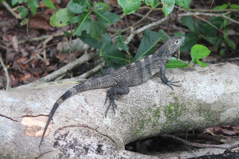 DE TORTUGAS Y PEREZOSOS. COSTA RICA 2019 - Blogs de Costa Rica - DIA 14: PARQUE DE MANUEL ANTONIO (52)