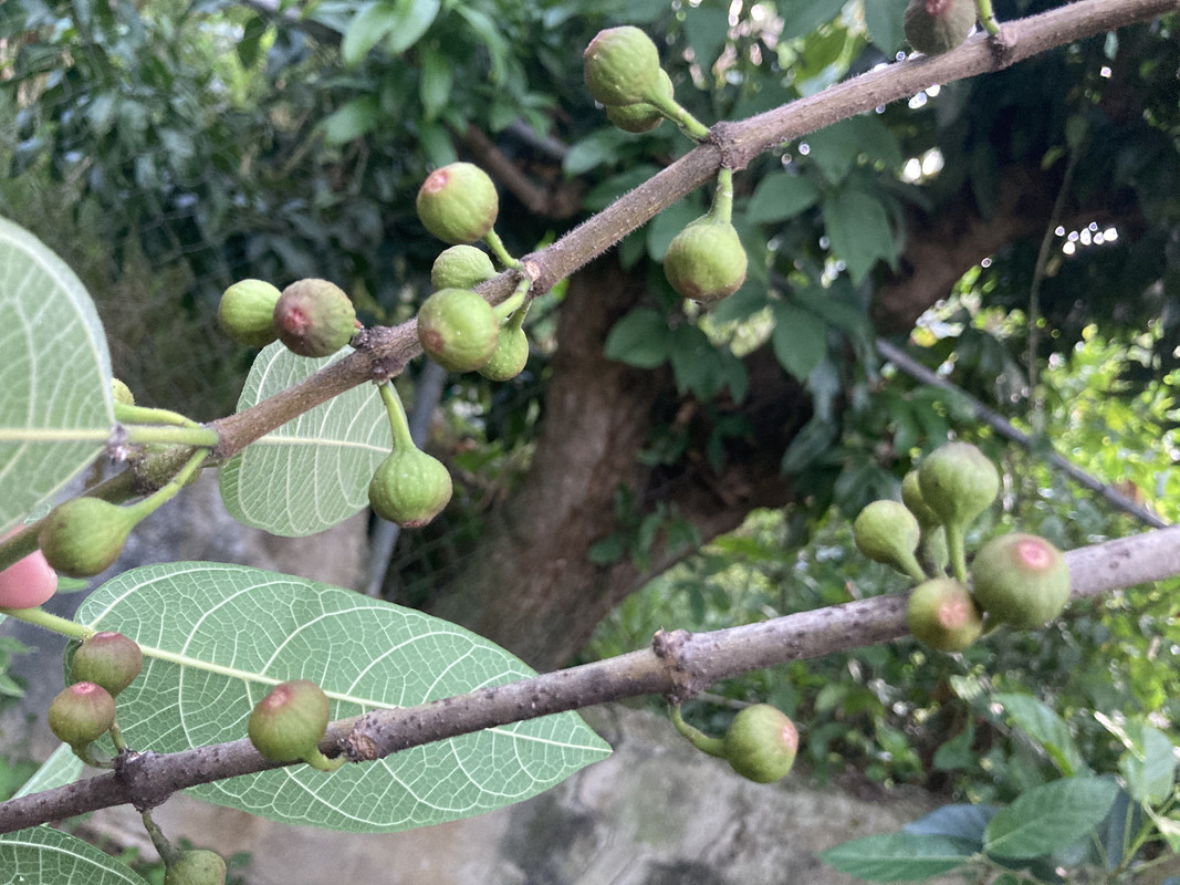 A7C2AB5D-2B68-4BDD-A91D-30460BF1BC74