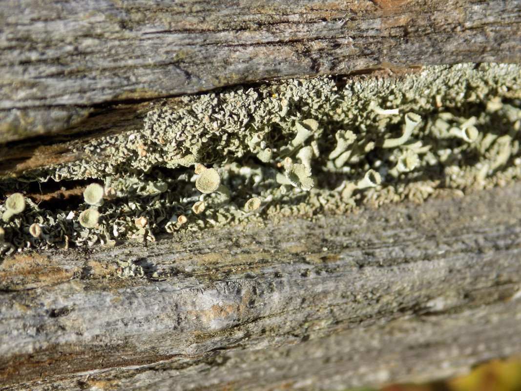 A grey-green fruticose lichen with small podetia growing on a wooden fence