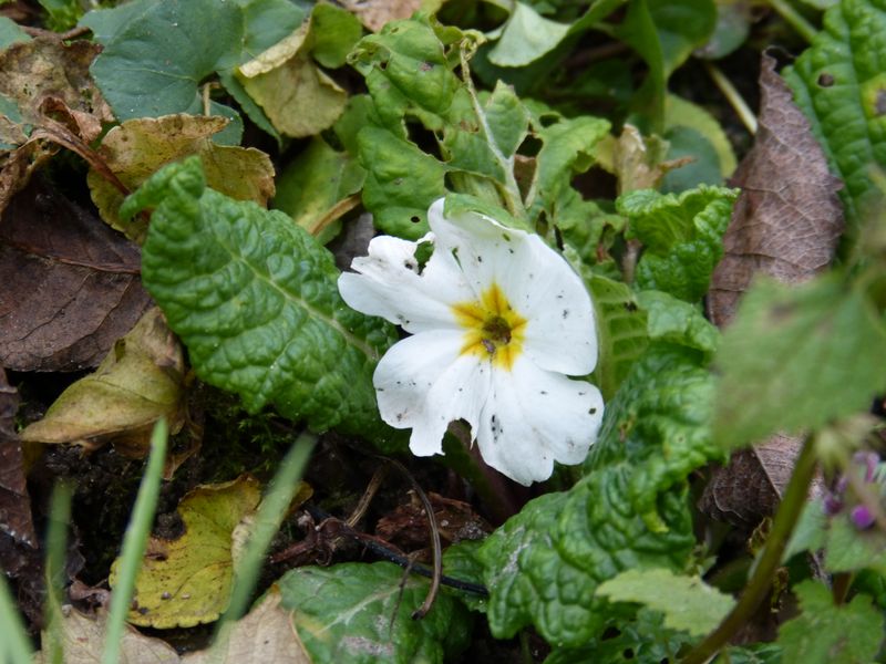 2014-11-30 Novemberblüten 5