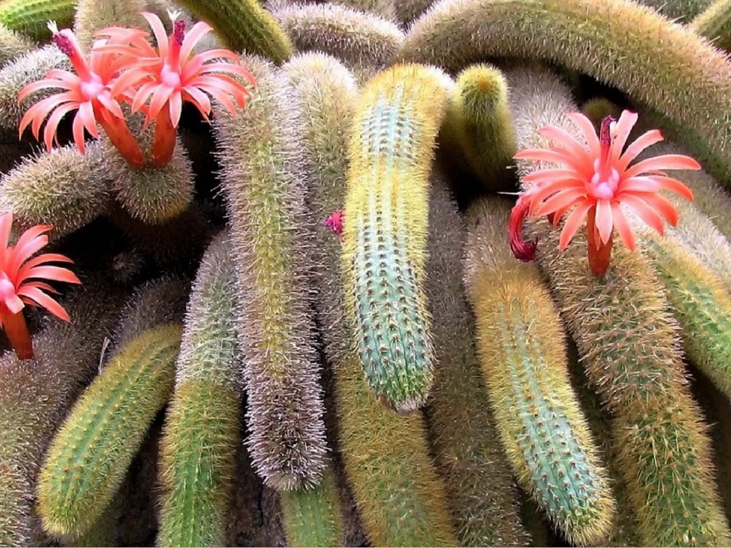 ¿Cómo se cuida el cactus cola de mono?