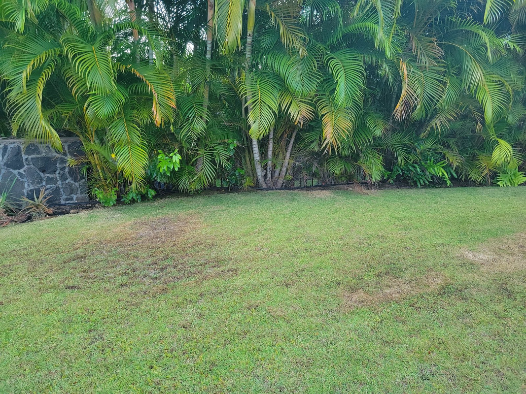 Grass Project in Maui Lawn Care Forum