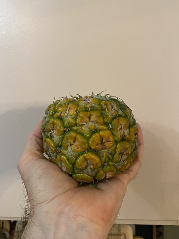 Frankies #10 Fruit 3