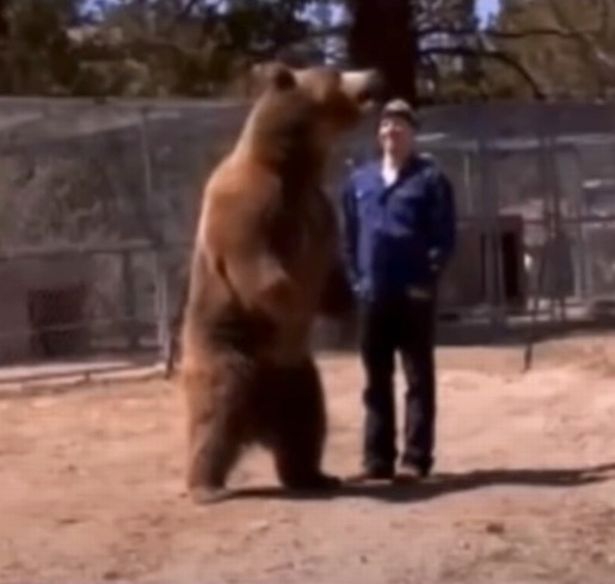 Oso mata a su entrenador durante grabación de comercial (VIDEO)