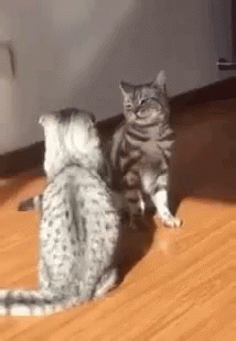 Cat fight