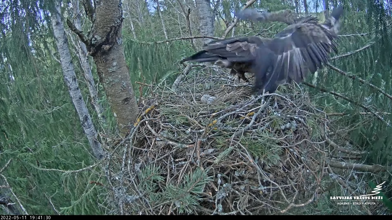 LVM mazais ērglis Lielā sala, egle – Lesser Spotted Eagle 10-41-27 screenshot (1)