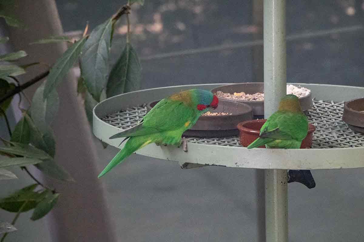 Green rosellas refusing to pose