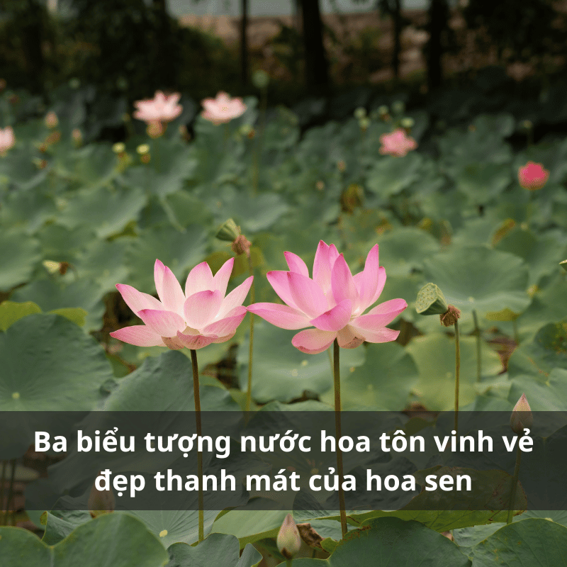 Nuoc-hoa-huong-hoa-sen.png
