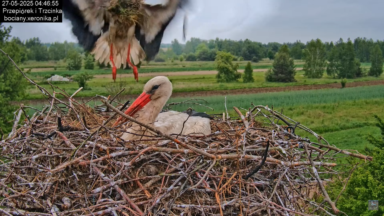 27052025bociany5
