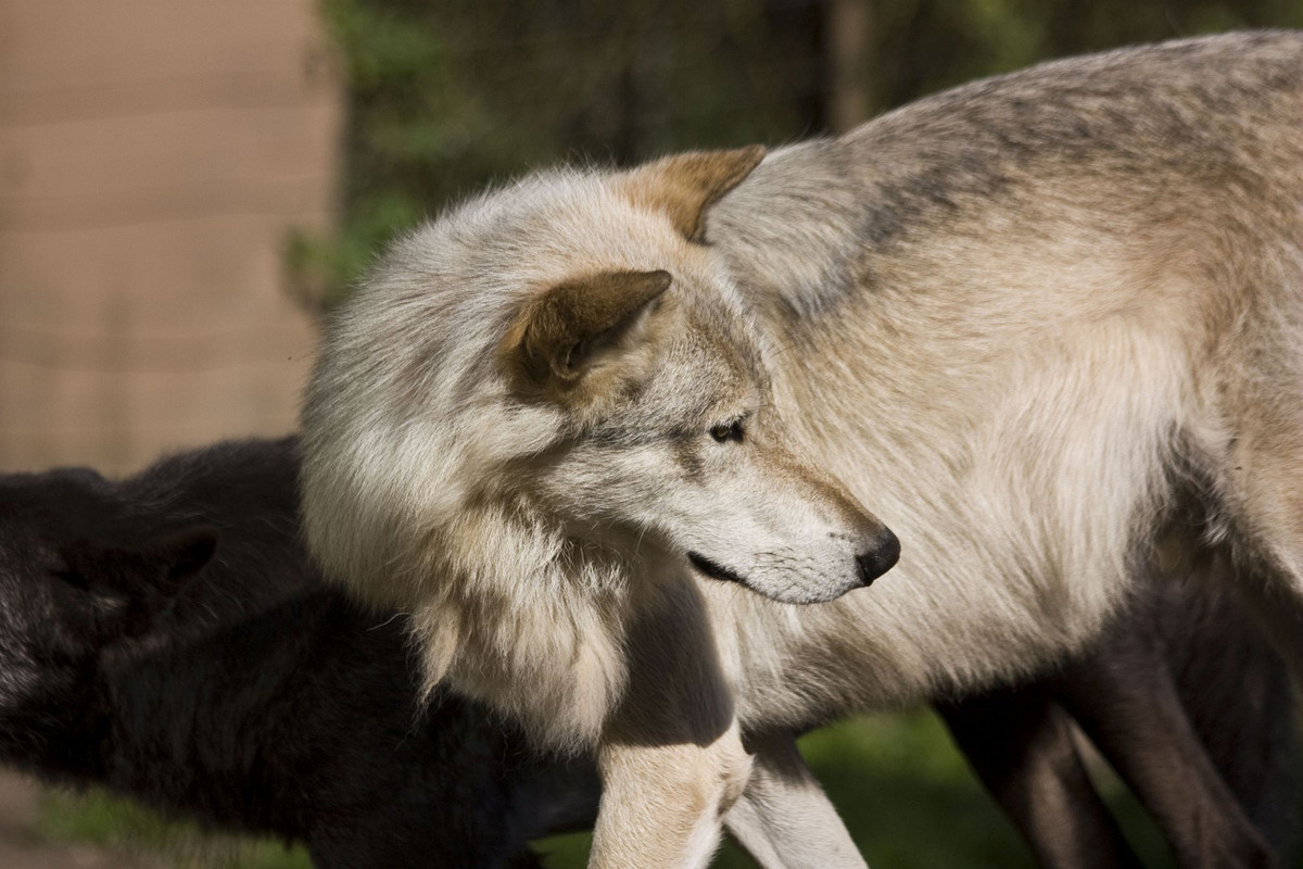 luene-15-wolf-by-dark-wolfs-stock-d9577d0.jpg