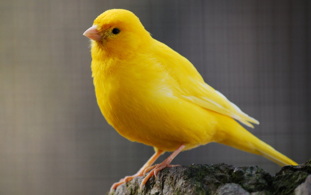 Yellow-Canary.jpg