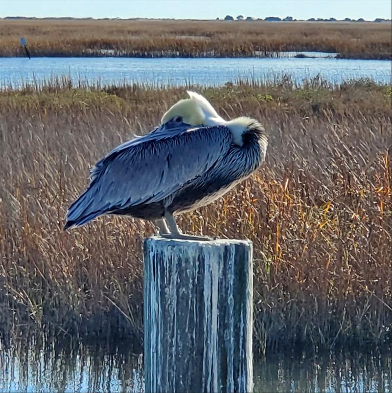 [Image: 20251230Brown_P145519.jpg]