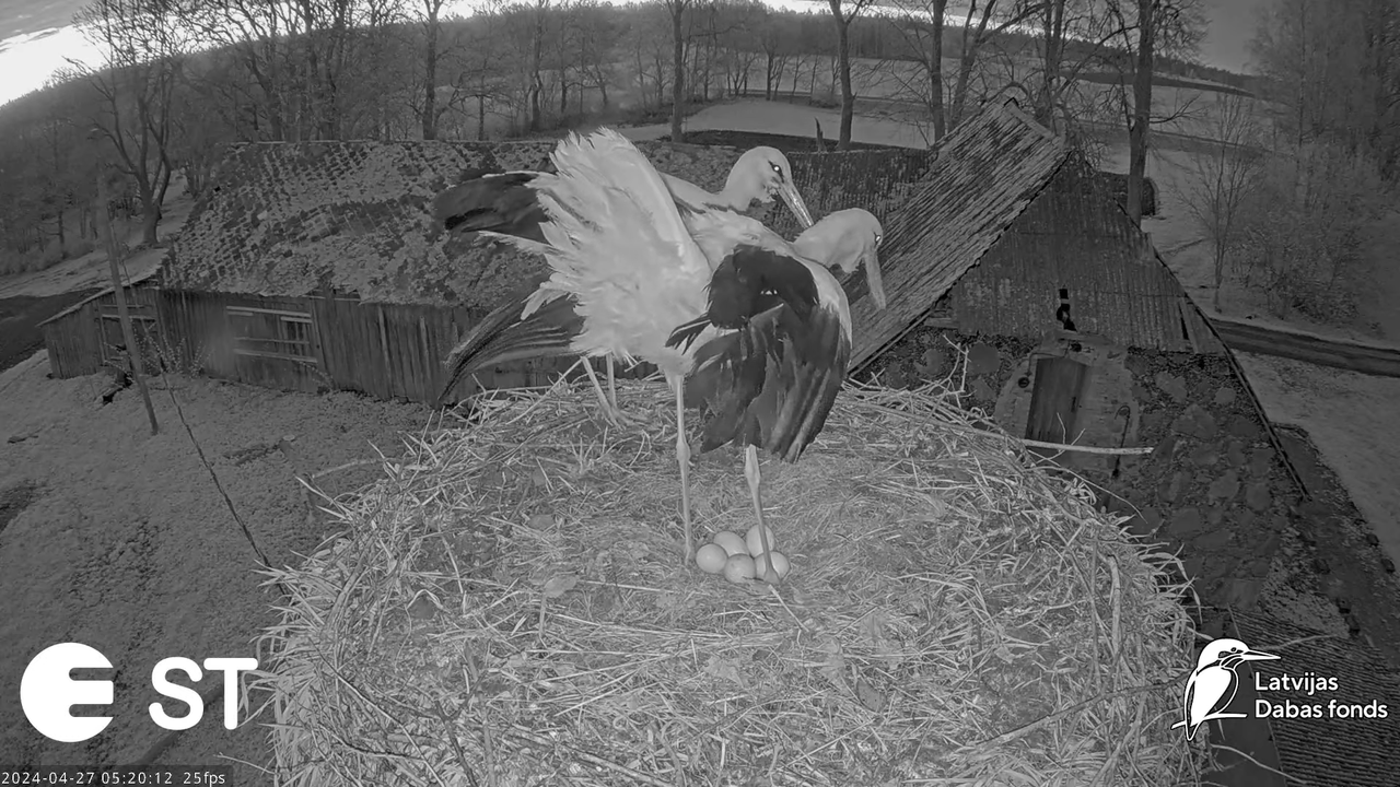 Baltie stārķi (Ciconia ciconia) Tukuma novadā - LDF tiešraide __ White storks in Tukums, Latvia 9-8-