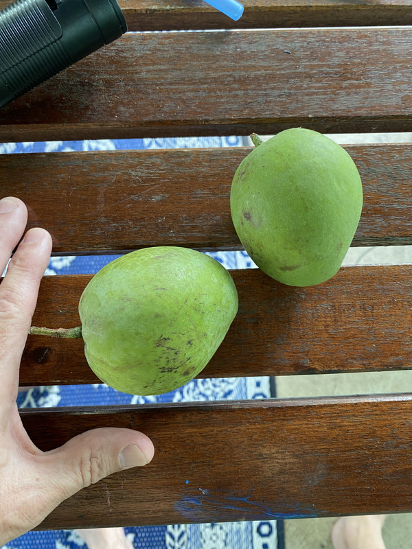 MPentandra52022