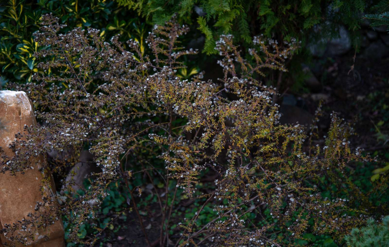 IMG-2c9e10e77902b5ee41529d664bc655e9-V