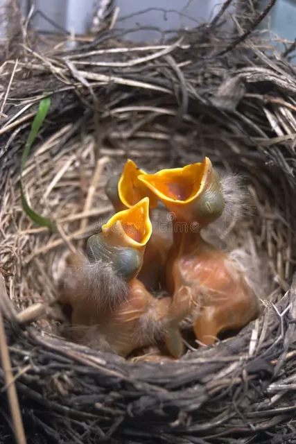 pasgeboren-babyvogels-nest-2236003.webp