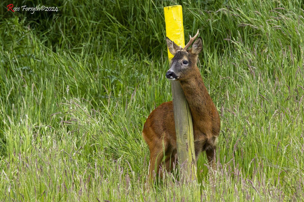 20240610-_5RF6712-CR3