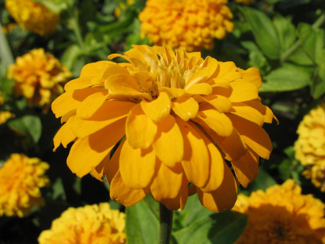 Lawn and Gardens 08.20.2017  (11)