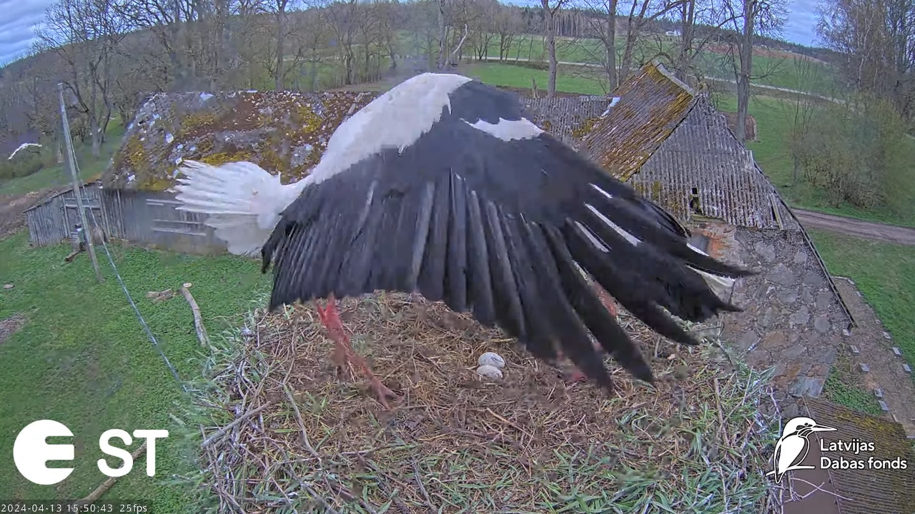 Baltie stārķi (Ciconia ciconia) Tukuma novadā - LDF tiešraide __ White storks in Tukums, Latvia 7-48