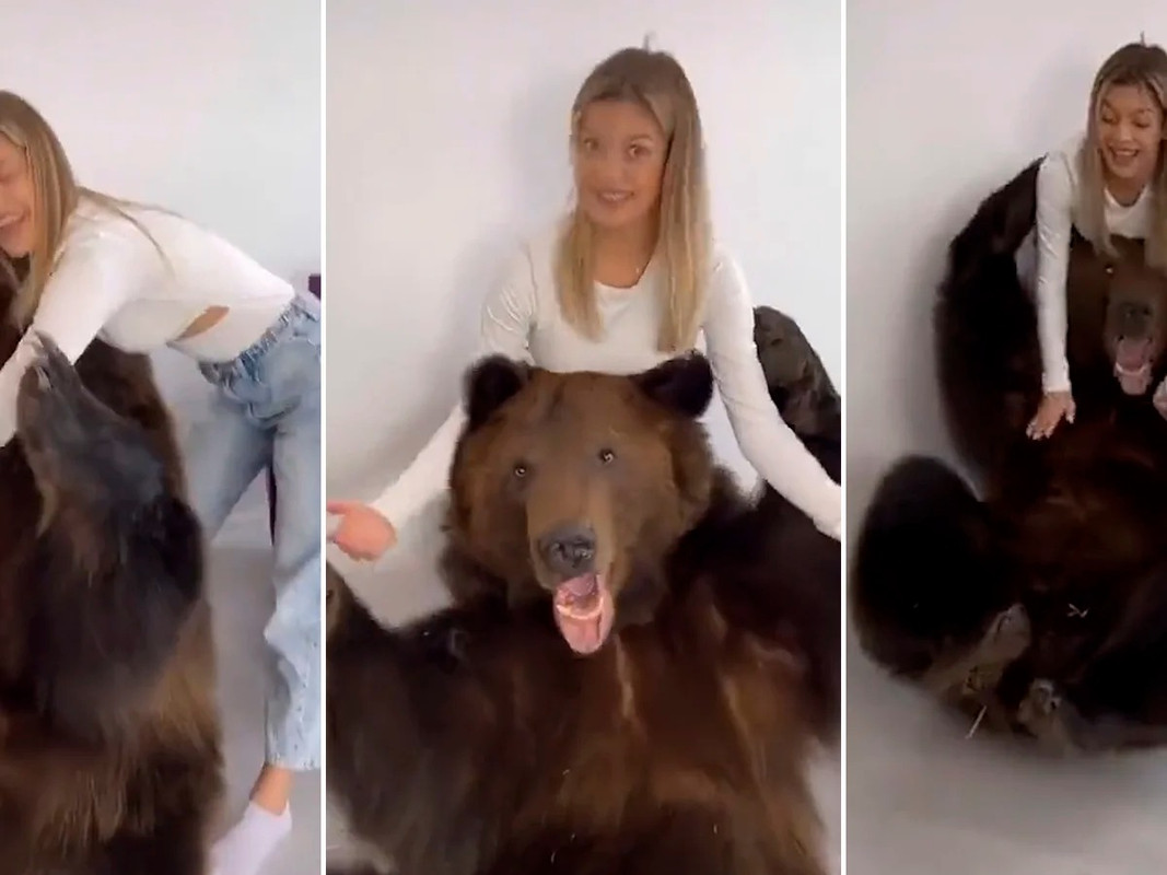 Investigan a joven que robó un oso salvaje para entretenimiento de su hijo