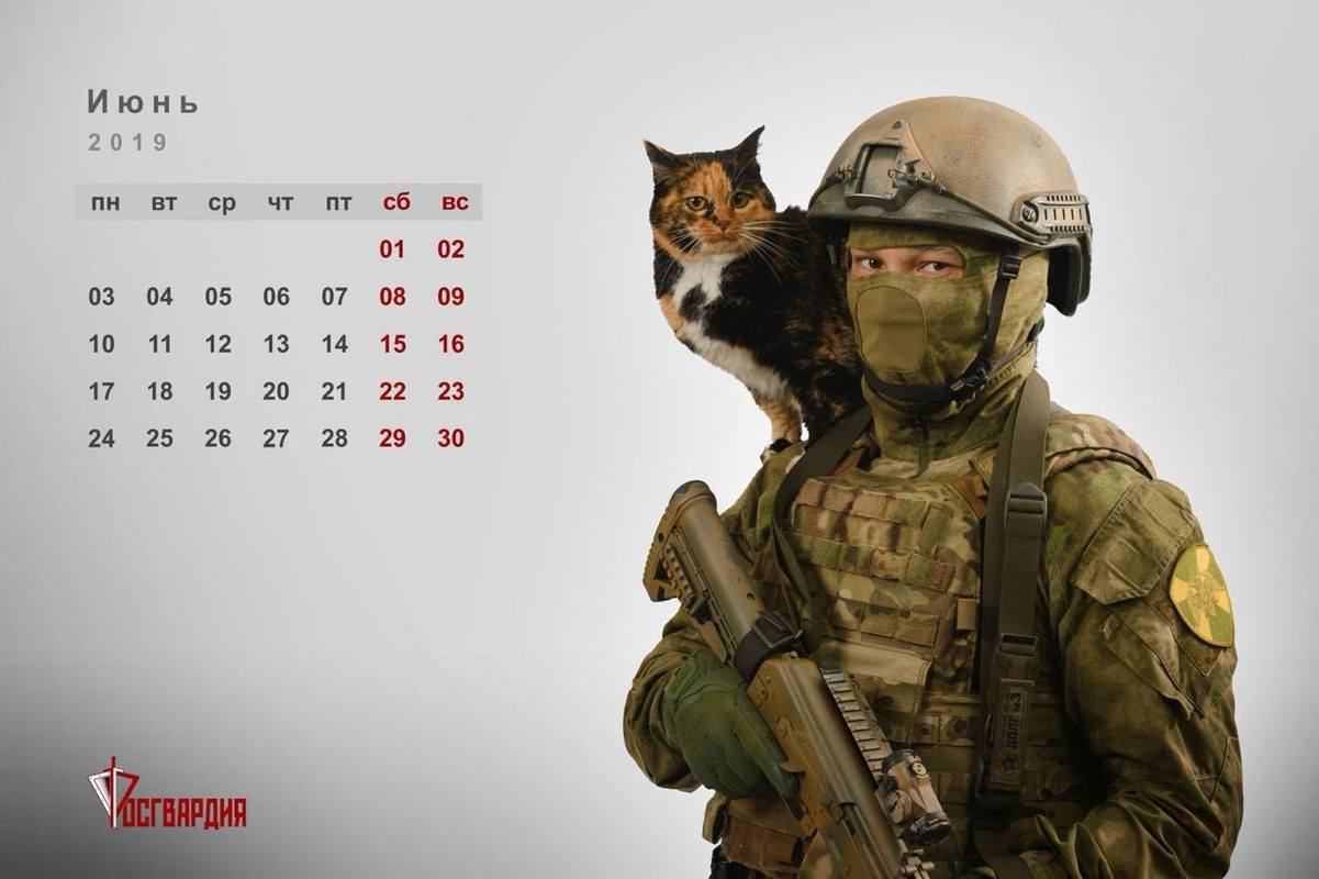 Кот вояка картинки