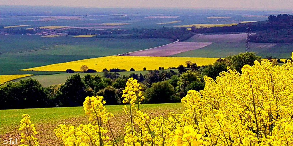 yellowlandscape.jpg