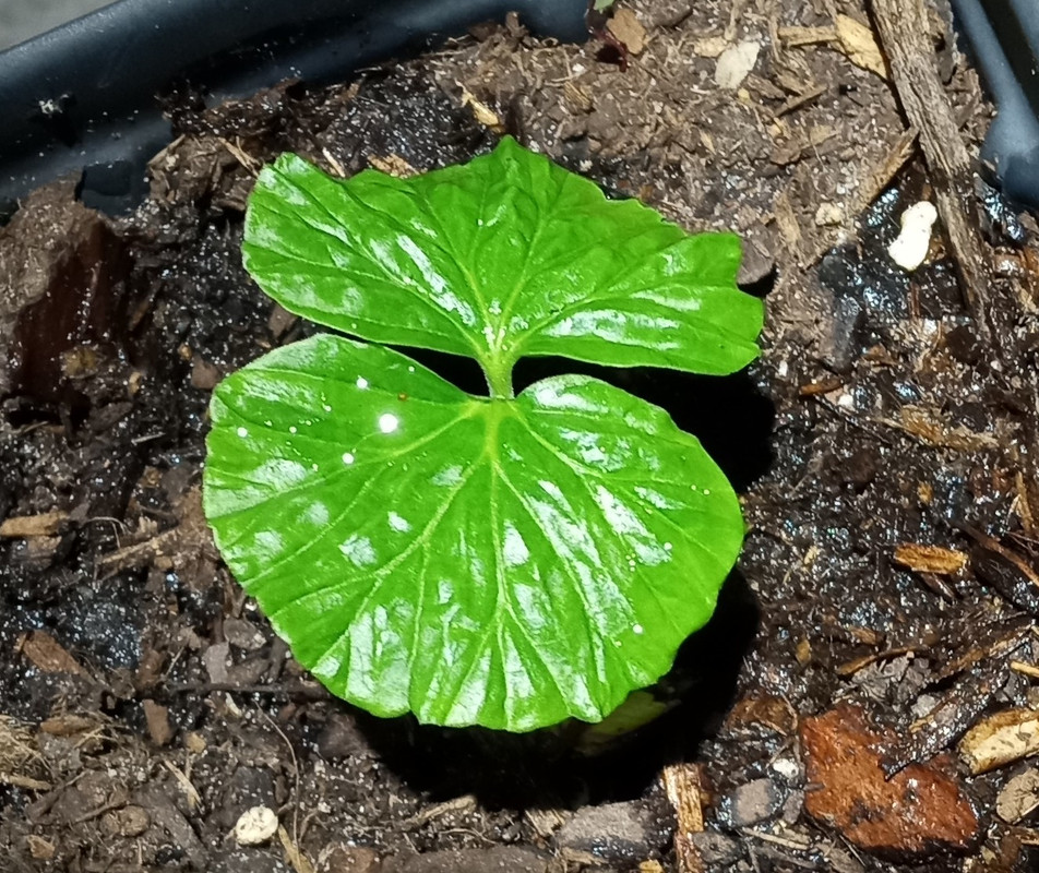 IMG_20241231_182125991~2