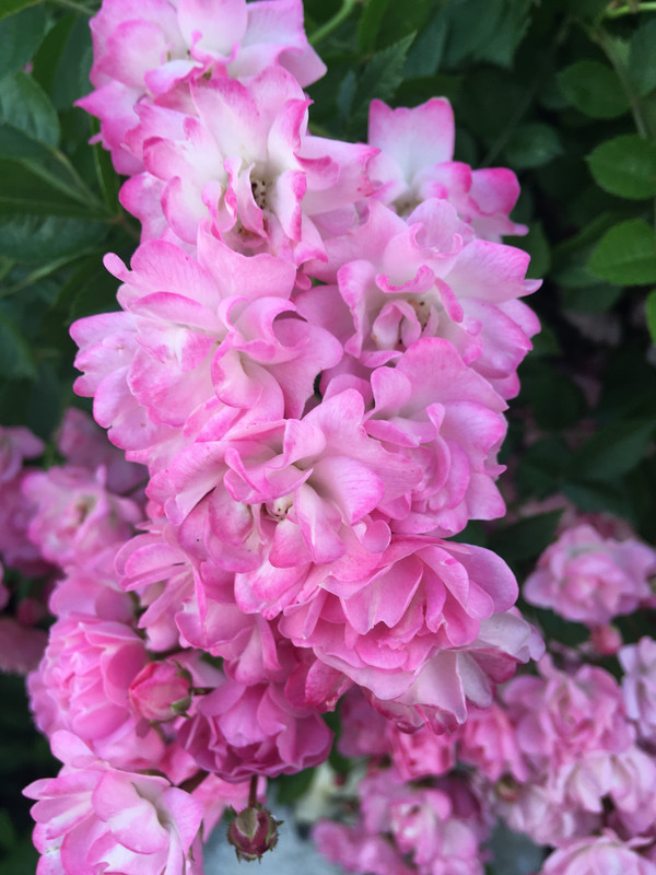 8DA1FBF5-06F3-42FC-B888-F9D3C3C3A7C3