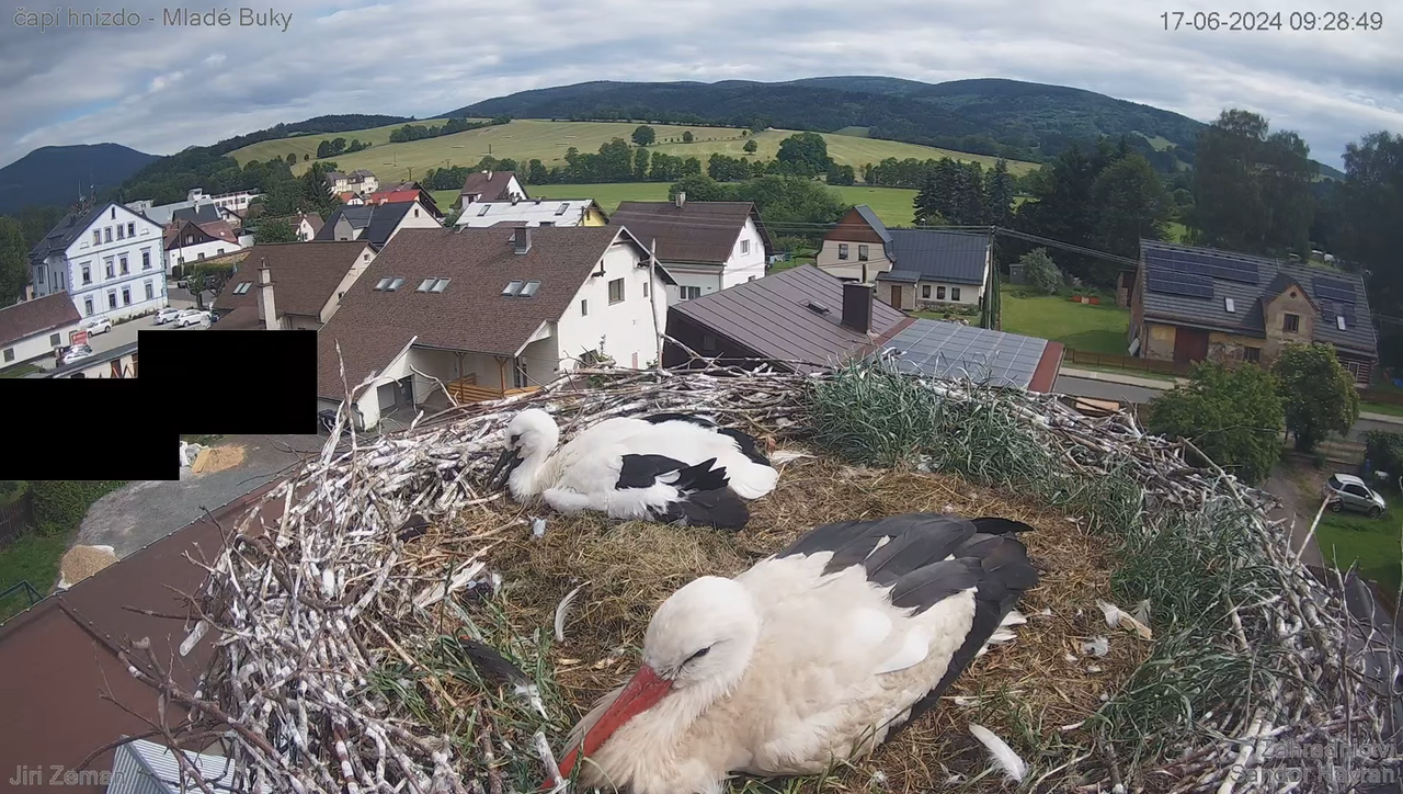 Tiešraides kamera — Mladé Buky — stārķa ligzda 11-14-0 screenshot