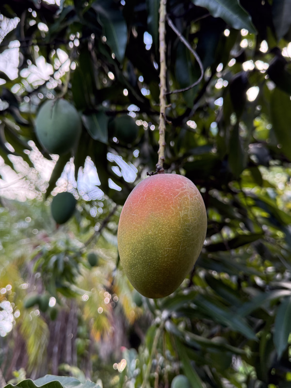 Mango Glenn 5 2026